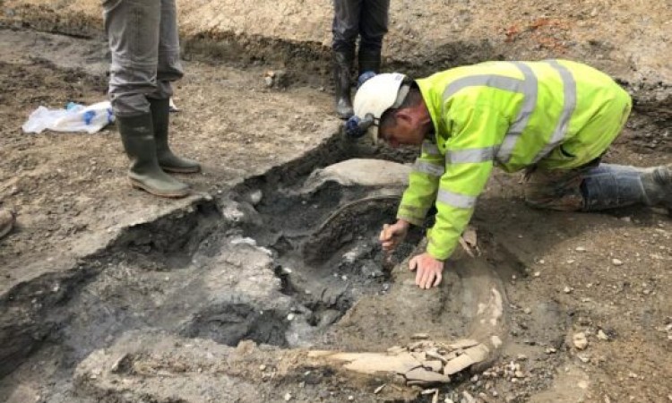 Skeleti pet mamuta iz ledenog doba pronađeni u Cotswoldsu