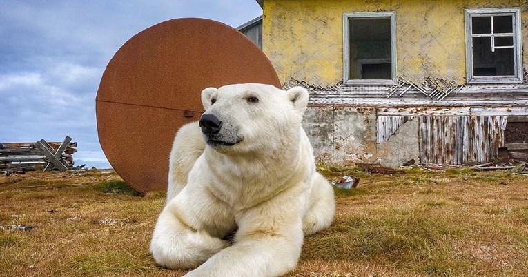 RUSIJA: U napuštenoj meteorološkoj stanici nastanili se bijeli medvjedi