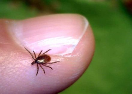 Ujedi krpelja: Najćešće nedoumice!