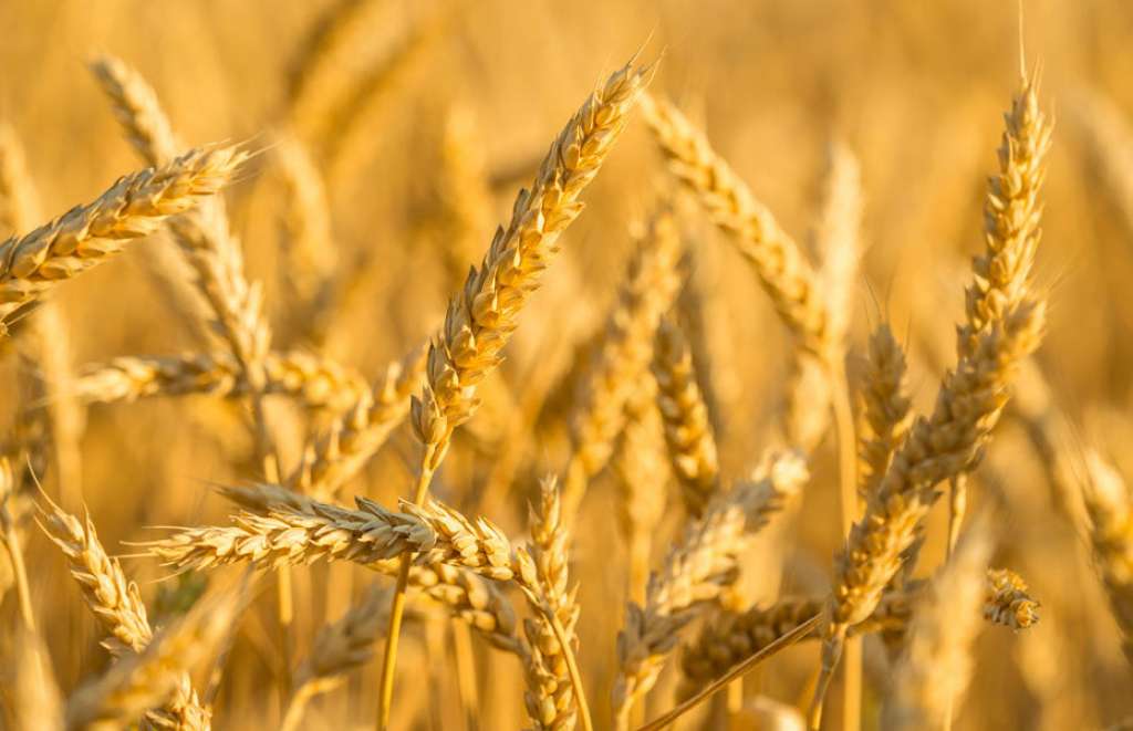 Apel Udruženja poljoprivrednika FBiH - Hitno ponuditi otkupnu cijenu za pšenicu i ječam