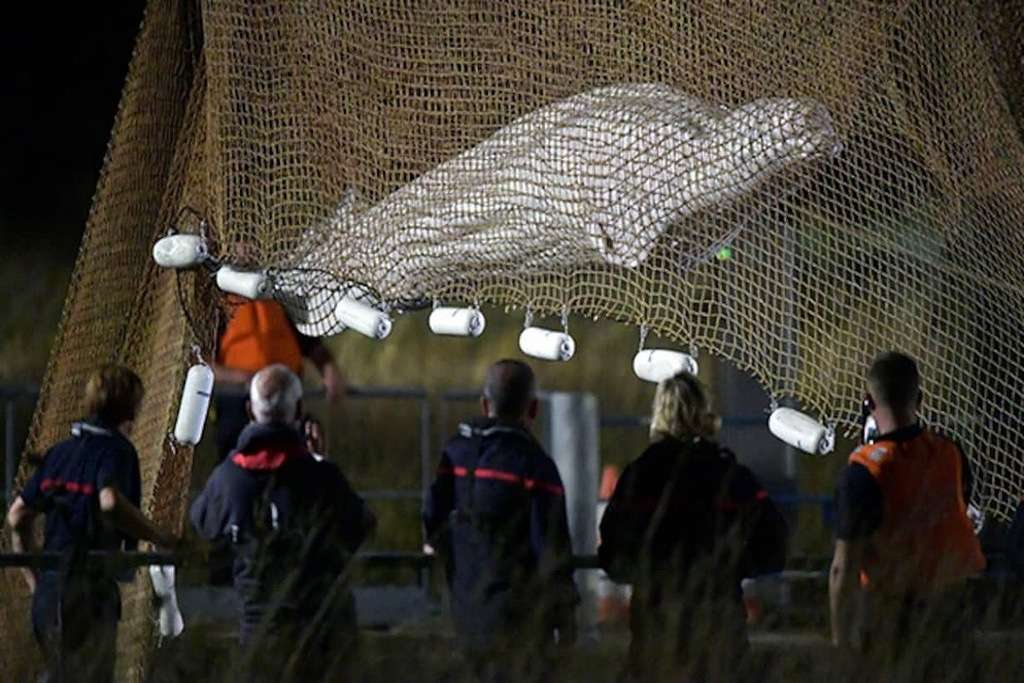 Kit beluga koji je zalutao u francusku rijeku Senu eutaniziran uprkos naporima spašavanja