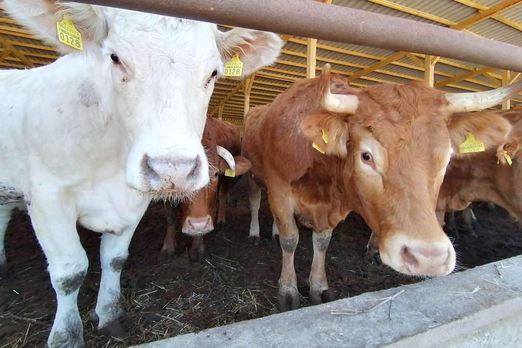 Udruženje poljoprivrednika FBiH - Proizvodnja mlijeka u FBiH stabilna