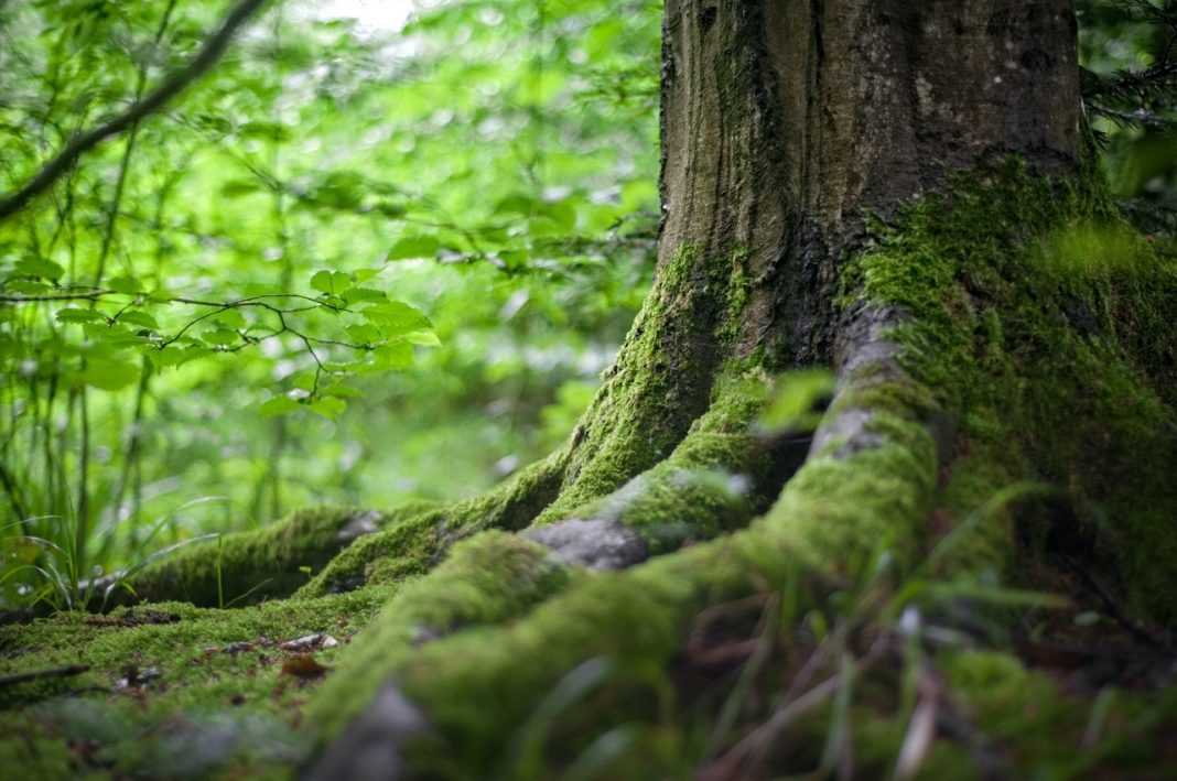 Otkriveno najstarije drvo na svijetu