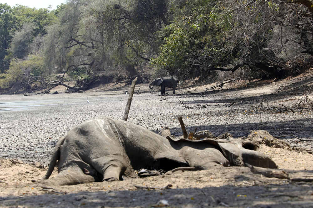U Keniji zbog suše uginulo više od 200 slonova, stotine zebri i gnuova
