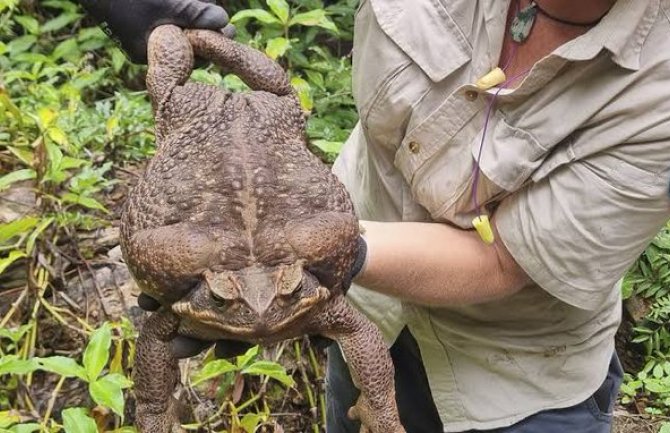 Pronađena toliko velika žaba krastača da naučnici nisu vjerovali da je prava