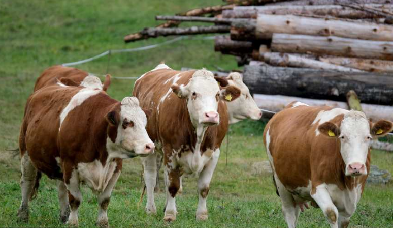 Novi slučaj kravljeg ludila u Europi
