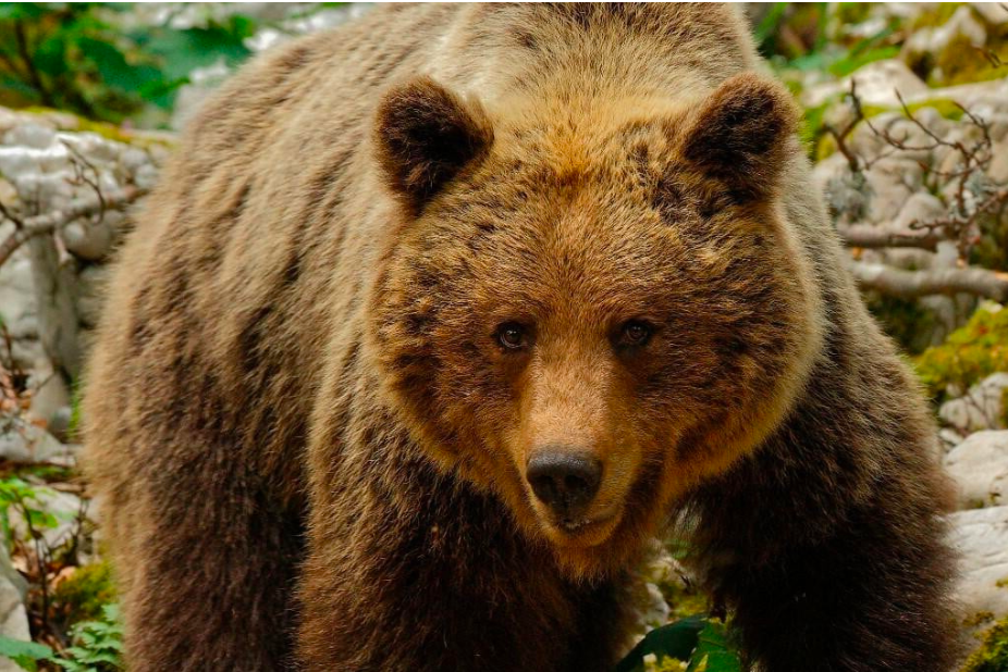 Mladog rekreativca ubio medvjed u Italiji