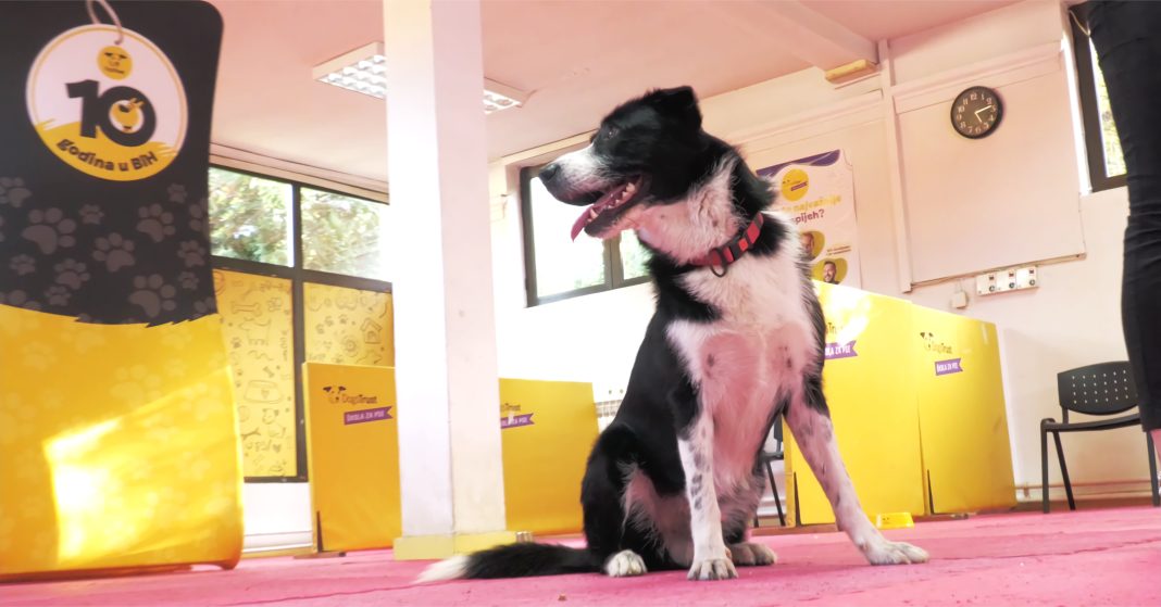 Pozitivna obuka za pse - osnova jake veze između vlasnika i ljubimca