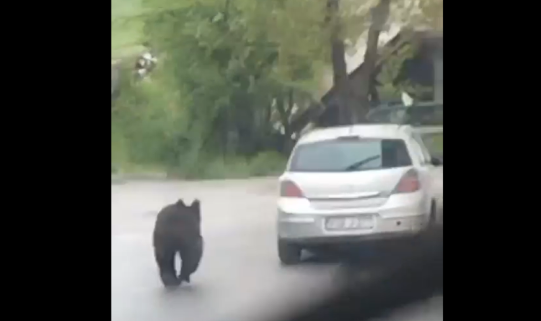 Mladi medvjed viđen u Sarajevu, nadležni poručuju nema potrebe za panikom