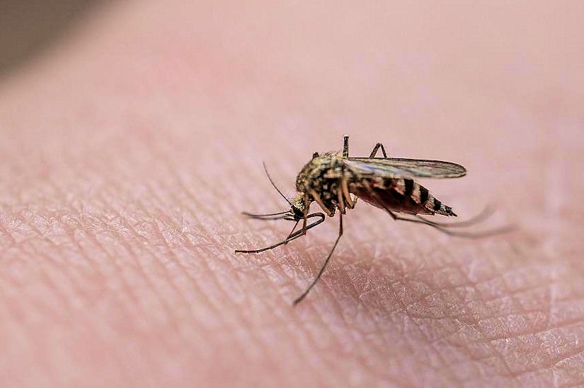 Vole li vas komarci? Infodan