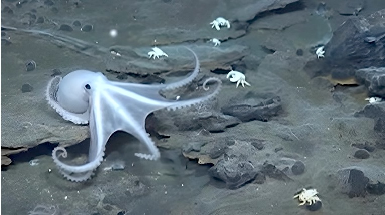 Istraživanje DNA hobotnice otkrio šta se događalo na Antarktici prije 120.000 godina