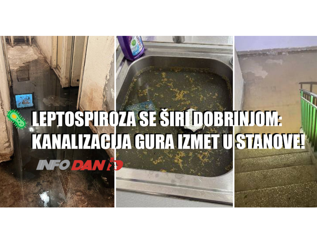 🦠 Leptospiroza se širi Dobrinjom: KANALIZACIJA GURA IZMET U STANOVE! Stanari ogorčeni: 