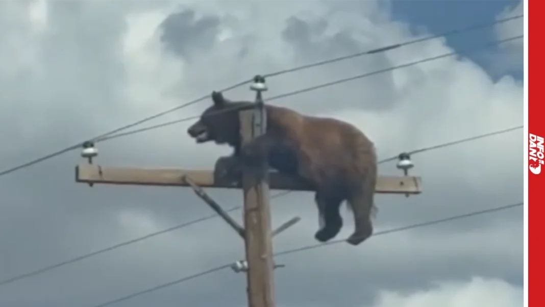 Medvjed se popeo na električni stub u Novom Meksiku i stradao (VIDEO)